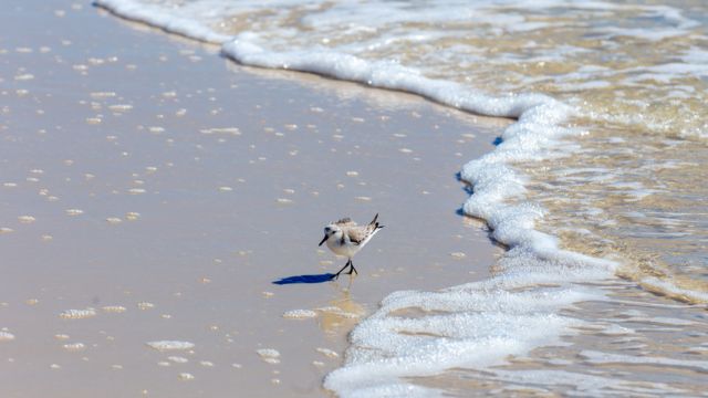 Florida's Lost Key: The Ultimate White-Sand Beach Getaway