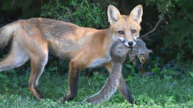 Maryland’s Hidden Threats Deadliest Animals in the State 