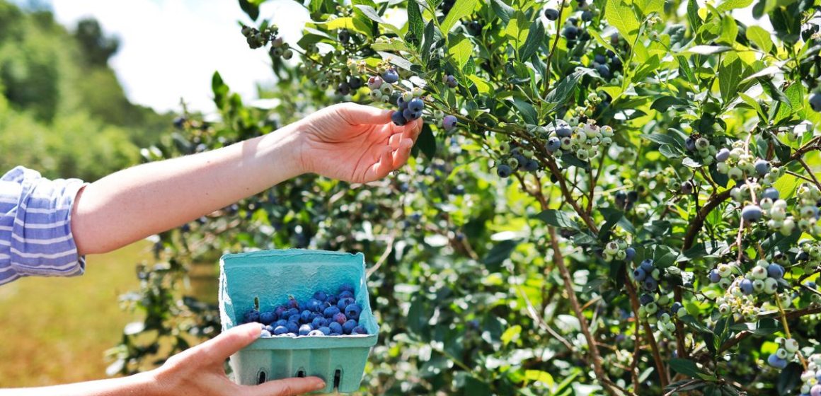 Plan Your Summer Outing Visit These 5 Must-See U-Pick Berry Farms