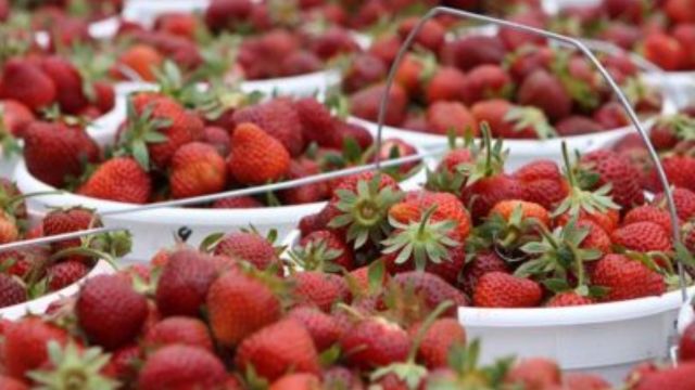 Plan Your Summer Outing: Visit These 5 Must-See U-Pick Berry Farms