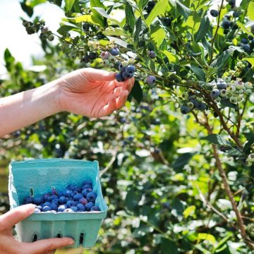 Plan Your Summer Outing Visit These 5 Must-See U-Pick Berry Farms