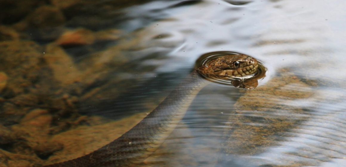 The Snake-Infested Waters of Wisconsin: Lakes You Might Want to Avoid