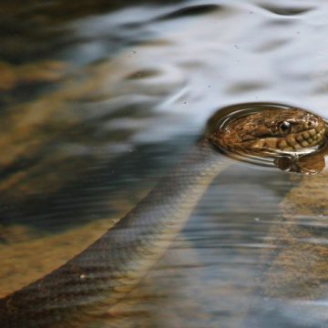 The Snake-Infested Waters of Wisconsin: Lakes You Might Want to Avoid