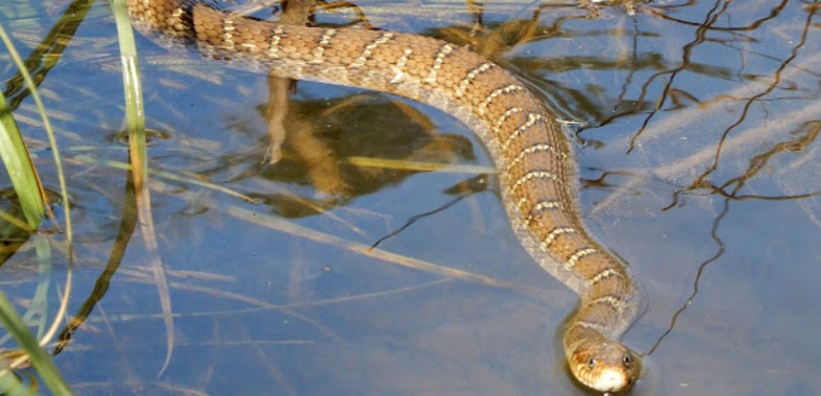 The Top Snake-Infested Lakes in Indiana You Should Know About