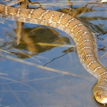 The Top Snake-Infested Lakes in Indiana You Should Know About