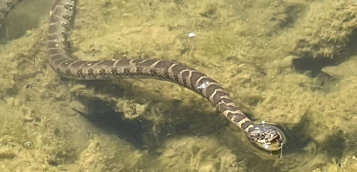 Top 5 Snake-Infested Lakes in Iowa Where You Might Encounter Serpents