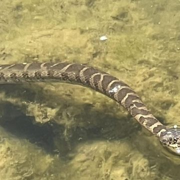 Top 5 Snake-Infested Lakes in Iowa Where You Might Encounter Serpents