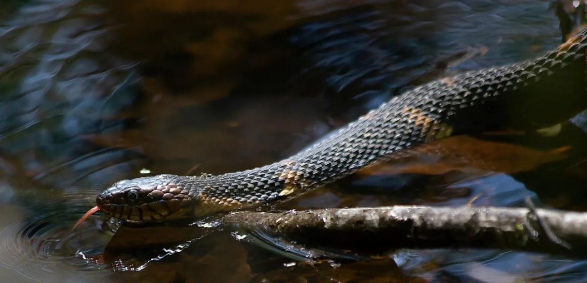 Top Snake-Infested Lakes in New Mexico Enter at Your Own Risk