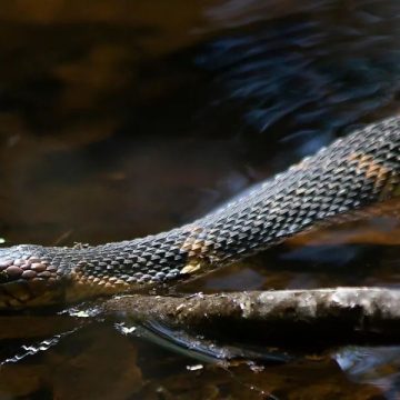 Top Snake-Infested Lakes in New Mexico Enter at Your Own Risk