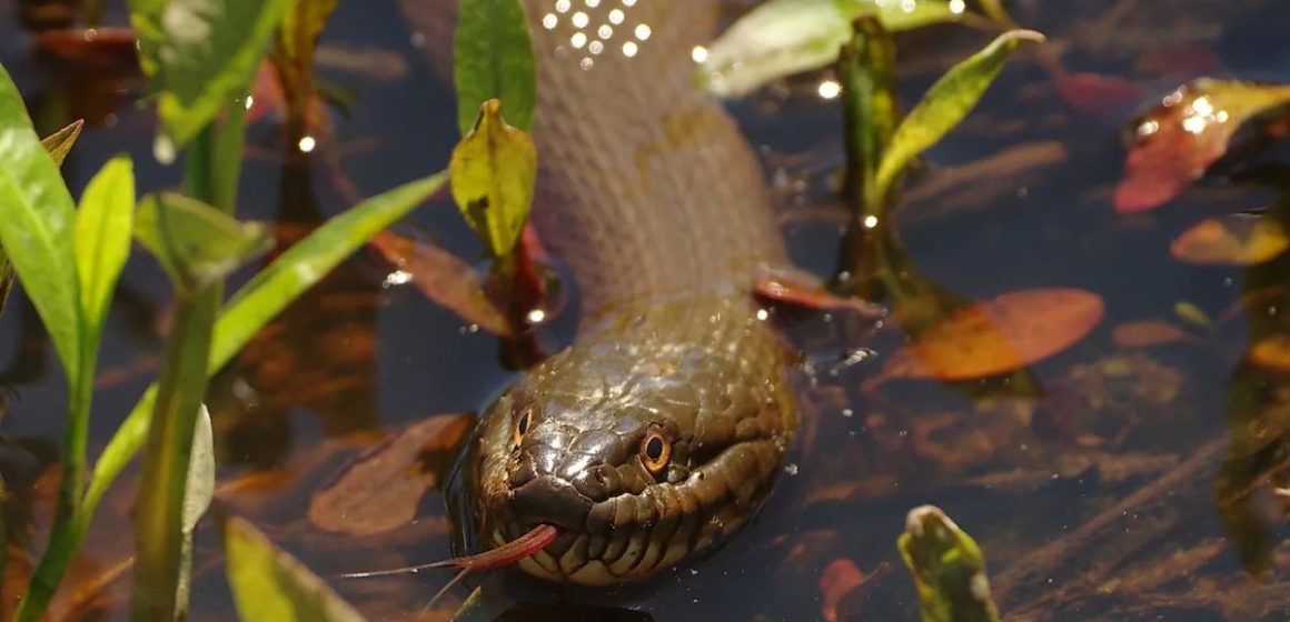 Top Snake-Infested Lakes in Rhode Island A Guide for Adventurers