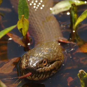 Top Snake-Infested Lakes in Rhode Island A Guide for Adventurers