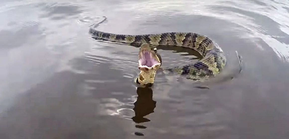 Washington's Snake-Infested Lakes Hidden Dangers in Scenic Waters