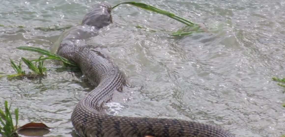 West Virginia's Top 5 Snake-Infested Lakes You Should Avoid