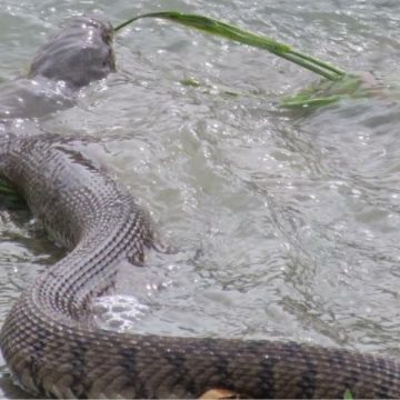 West Virginia's Top 5 Snake-Infested Lakes You Should Avoid