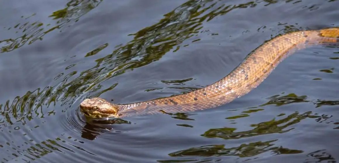 Where Snakes Rule Missouri's Most Infamous Snake-Infested Lakes