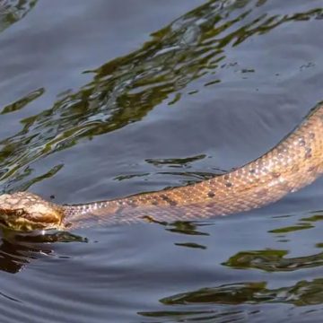 Where Snakes Rule Missouri's Most Infamous Snake-Infested Lakes