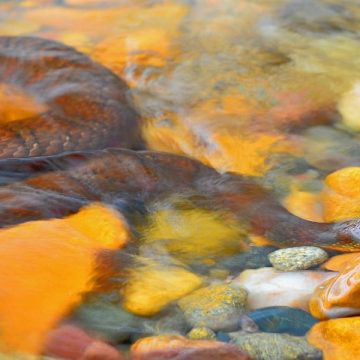 Where Snakes Rule the Waters Iowa's Most Snake-Infested Lakes Revealed