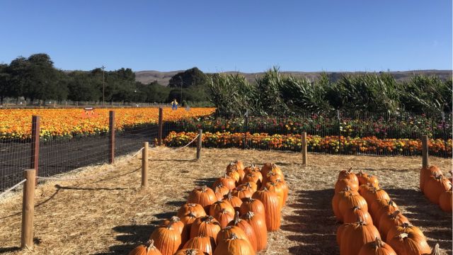 A Whimsical Fall Experience Discover California’s Premier Pumpkin Patch