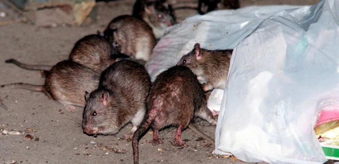 America’s 5 Most Rodent-Infested Cities Is Your City on the List