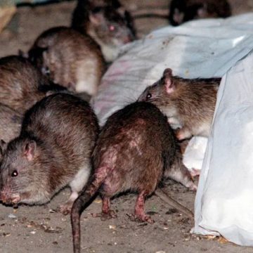 America’s 5 Most Rodent-Infested Cities Is Your City on the List