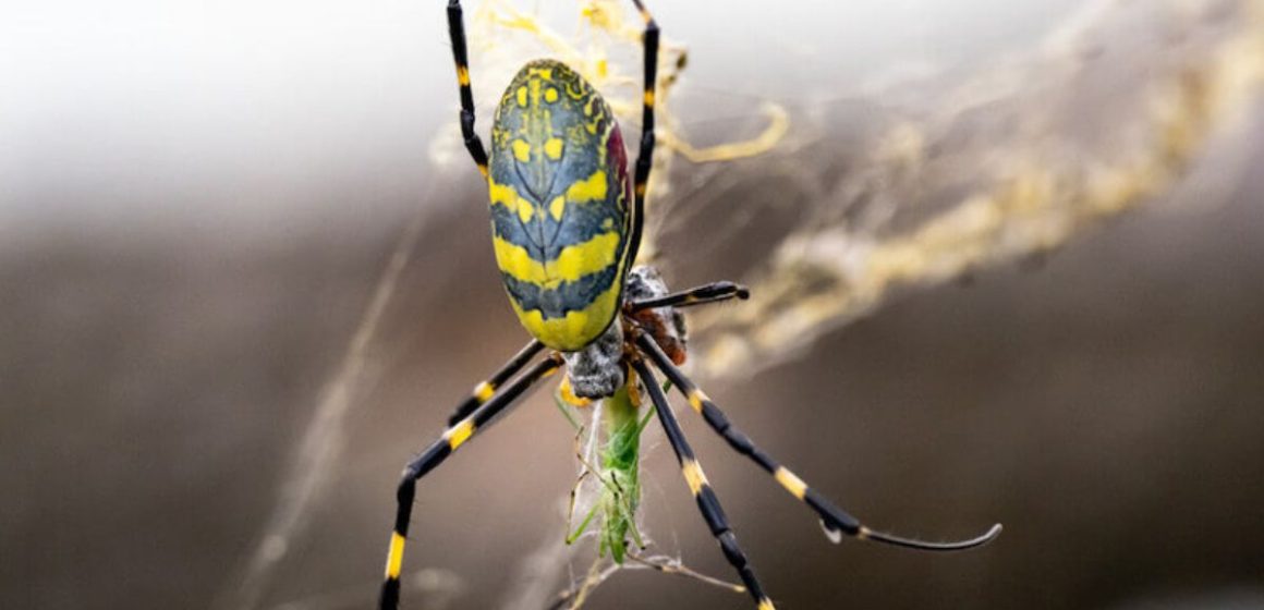 Beware the Bite A Guide to Arkansas' Most Venomous Spiders