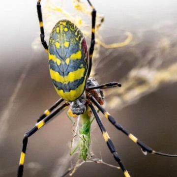 Beware the Bite A Guide to Arkansas' Most Venomous Spiders