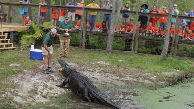 Experience the Thrill: Feed Alligators at This Unique Alabama Park