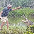 Experience the Thrill Feed Alligators at This Unique Alabama Park