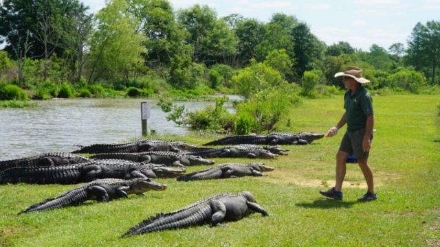 Experience the Thrill: Feed Alligators at This Unique Alabama Park