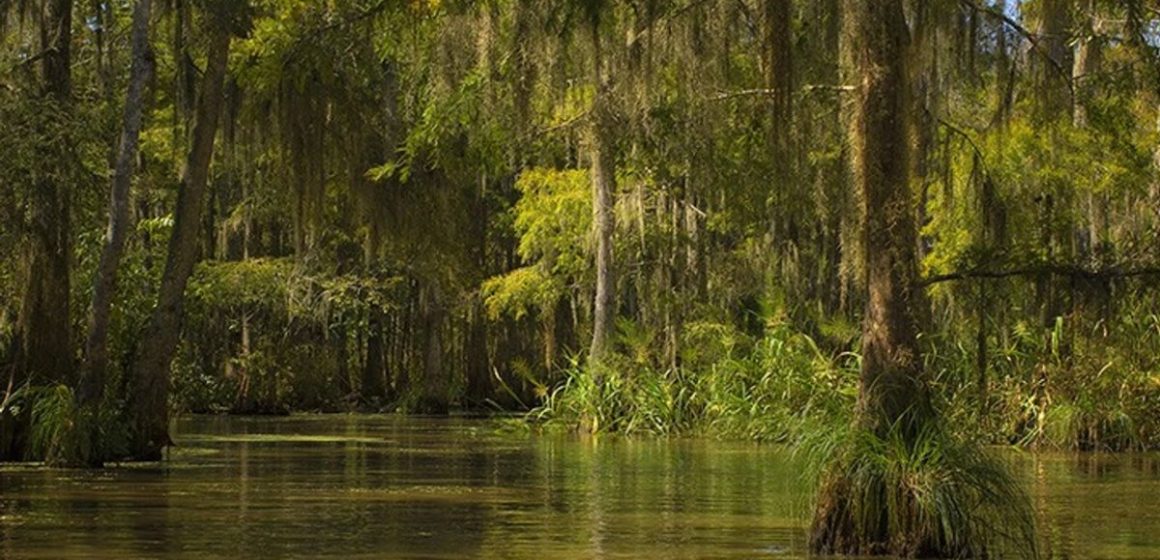 Haunted by the Bayou Creepy Stories from Louisiana’s Swamps