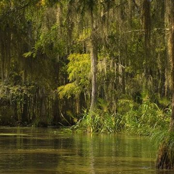 Haunted by the Bayou Creepy Stories from Louisiana’s Swamps