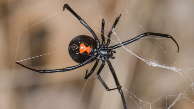 Hawaii's Deadliest Spiders: A Guide to the Most Venomous Arachnids