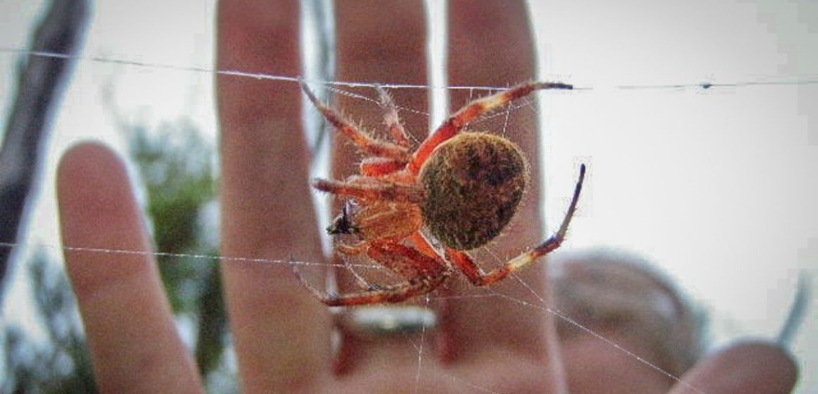 Hawaii's Deadliest Spiders: A Guide to the Most Venomous Arachnids