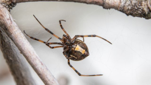 Hawaii's Deadliest Spiders: A Guide to the Most Venomous Arachnids