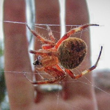 Hawaii's Deadliest Spiders: A Guide to the Most Venomous Arachnids