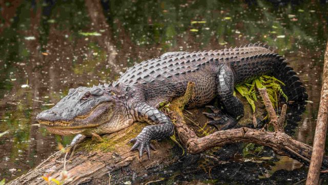 Louisiana's Killer Creatures The Wildlife You Should Avoid 