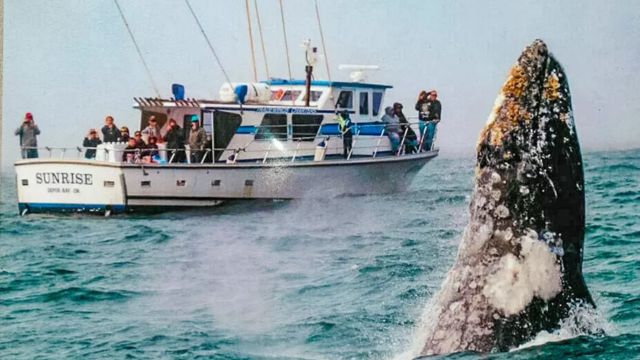 Oregon's Whale Watching Capital: A Beach Town You Can't Miss