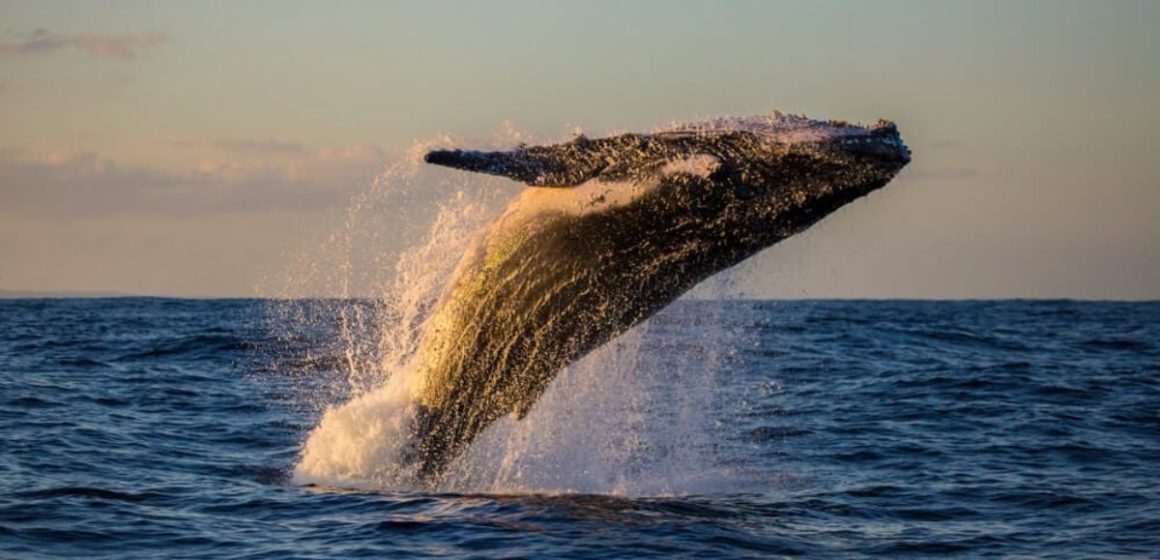 Oregon's Whale Watching Capital A Beach Town You Can't Miss