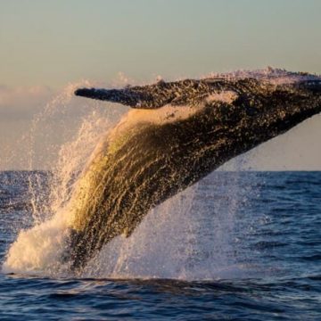 Oregon's Whale Watching Capital A Beach Town You Can't Miss