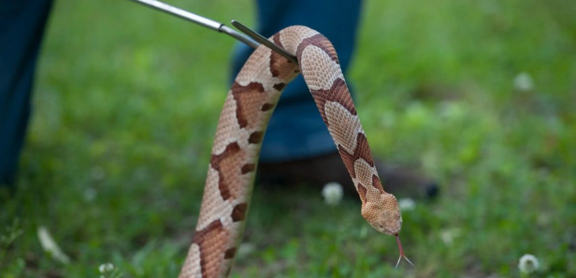 Tennessee's Venomous Snakes Myths, Facts, and Safety Precautions