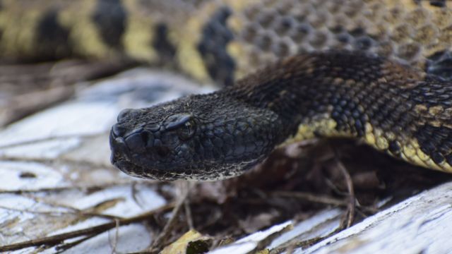 Tennessee's Venomous Snakes Myths, Facts, and Safety Precautions 