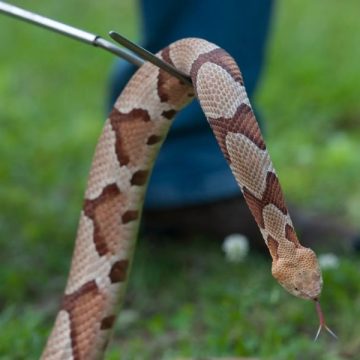 Tennessee's Venomous Snakes Myths, Facts, and Safety Precautions