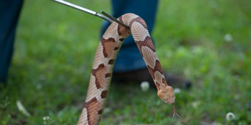 Tennessee's Venomous Snakes Myths, Facts, and Safety Precautions