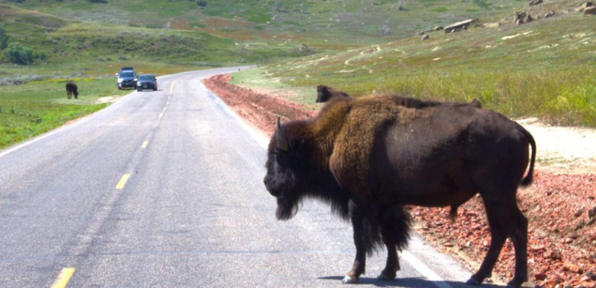 The Terrifying Secret That Makes North Dakota Road Trips Dangerous