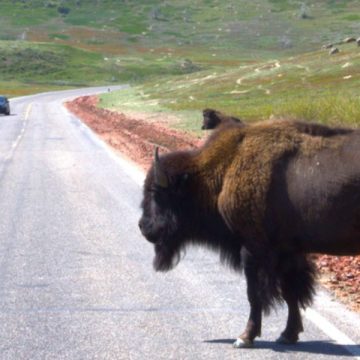 The Terrifying Secret That Makes North Dakota Road Trips Dangerous