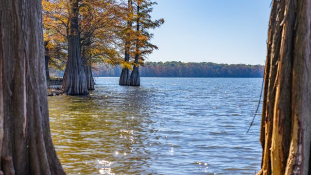 Venomous Waters: Mississippi’s Lakes with the Most Snake Sightings