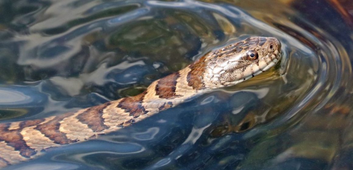 Venomous Waters Mississippi’s Lakes with the Most Snake Sightings