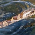 Venomous Waters Mississippi’s Lakes with the Most Snake Sightings