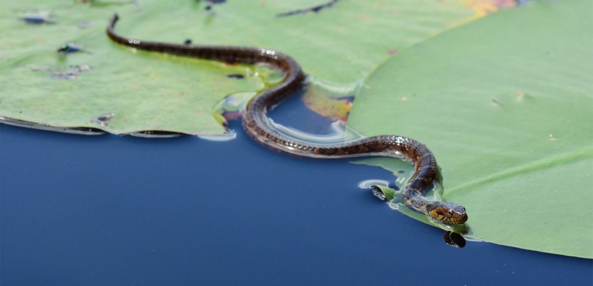 Watch Out! Nevada's Lakes With the Highest Snake Populations