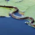 Watch Out! Nevada's Lakes With the Highest Snake Populations